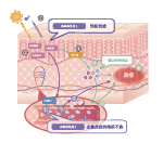 薩馥嵐®-DC(圖1) 薩馥嵐®-DC(圖1)