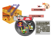 桑白(bái)皮(圖1)