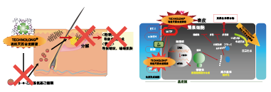 有(yǒu)機(jī)天百合提取液(圖1)