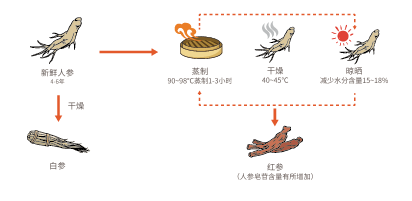 貴婦紅(hóng)參(圖1)
